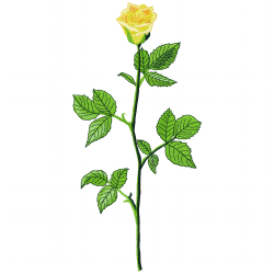 Flowers Embroidery Design 10 Flowers Embroidery Design 10